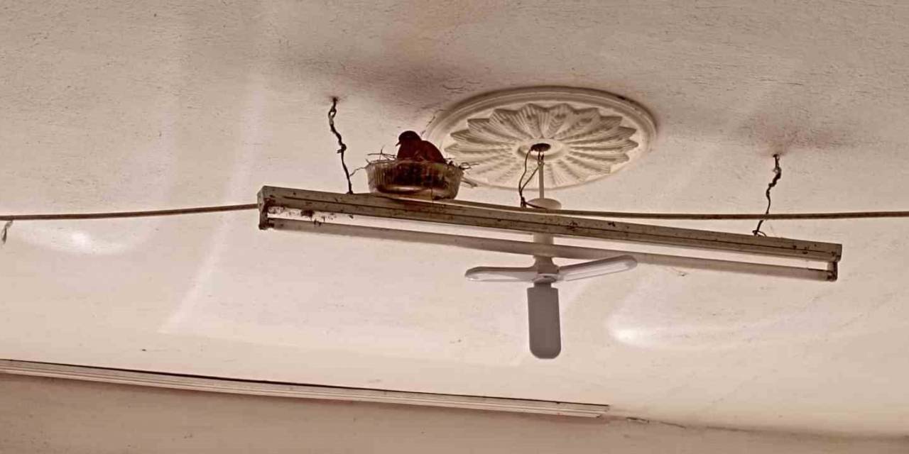 Tokat’ta Lastikçi İle Kumrunun Sıra Dışı Dostluğu