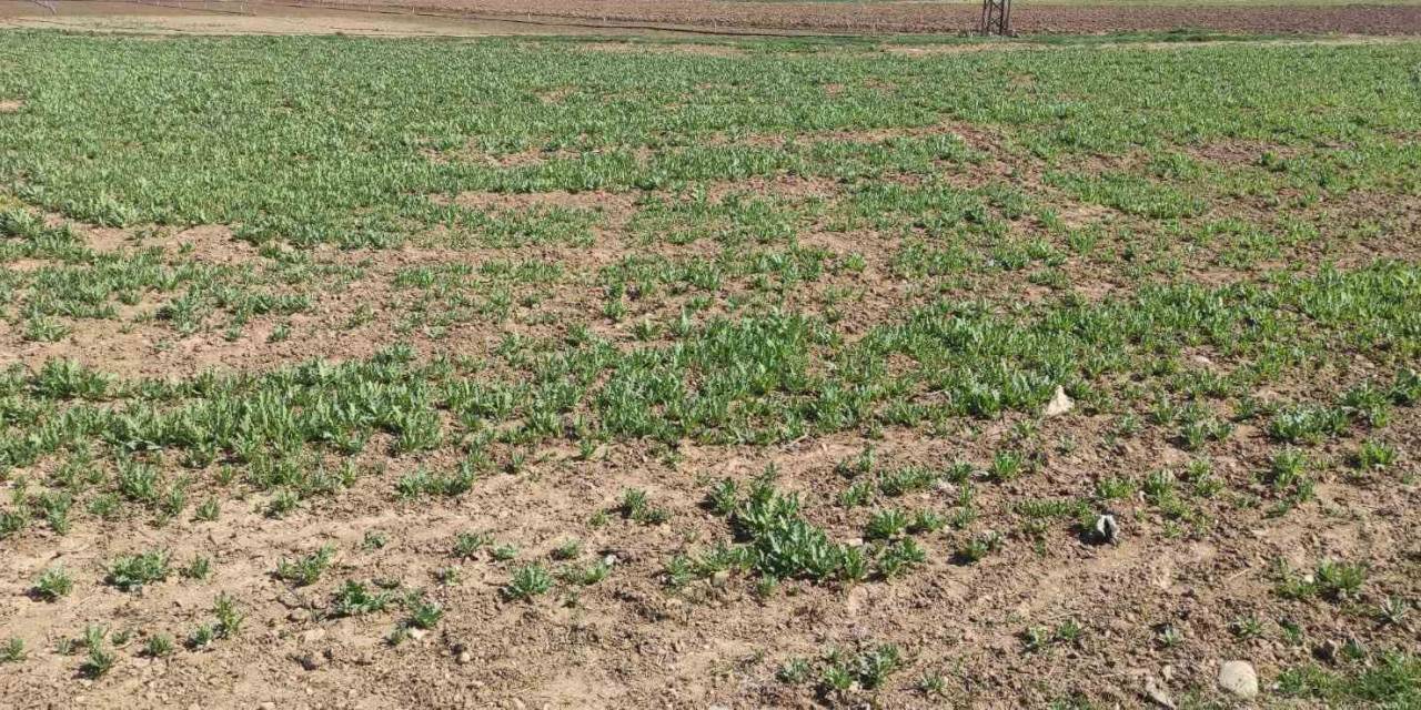 835 Bin 750 Kök İzinsiz Haşhaş Eken 4 Kişi Jandarma Tarafından Yakalandı