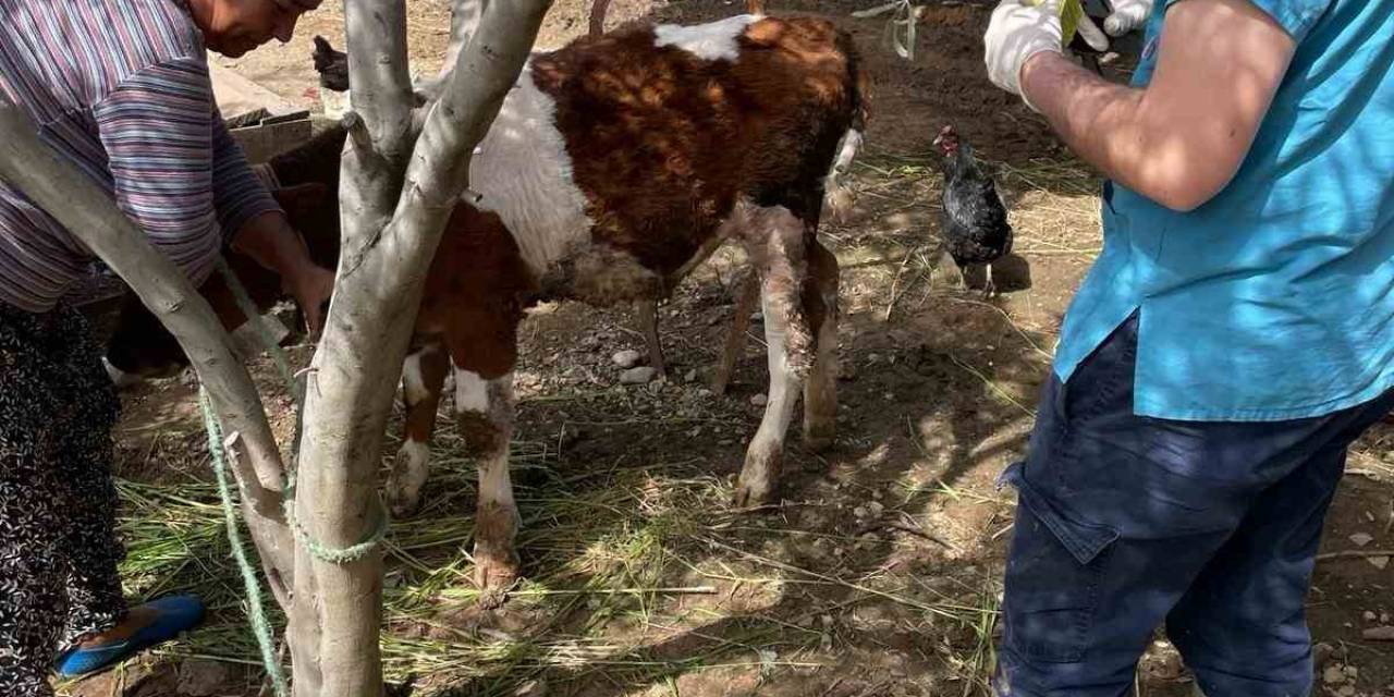Büyükbaş Hayvanlar Kimlikleniyor