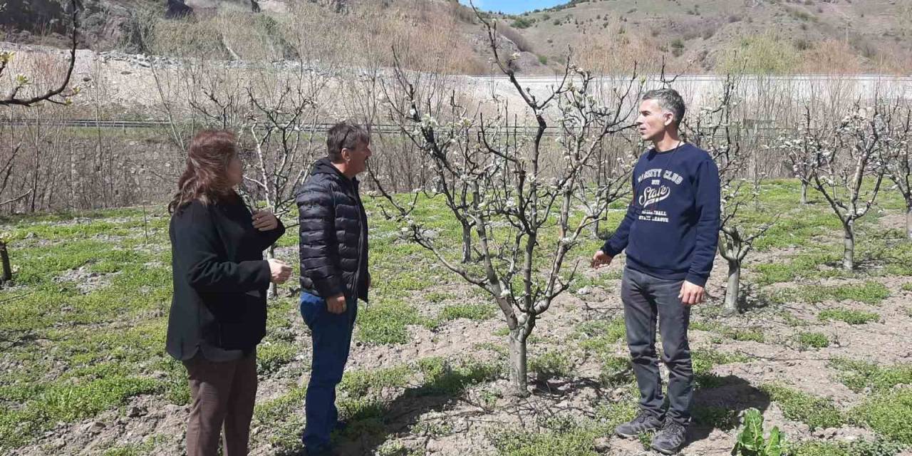 Meyve Bahçelerinde Hastalık Ve Zararlılara Dikkat