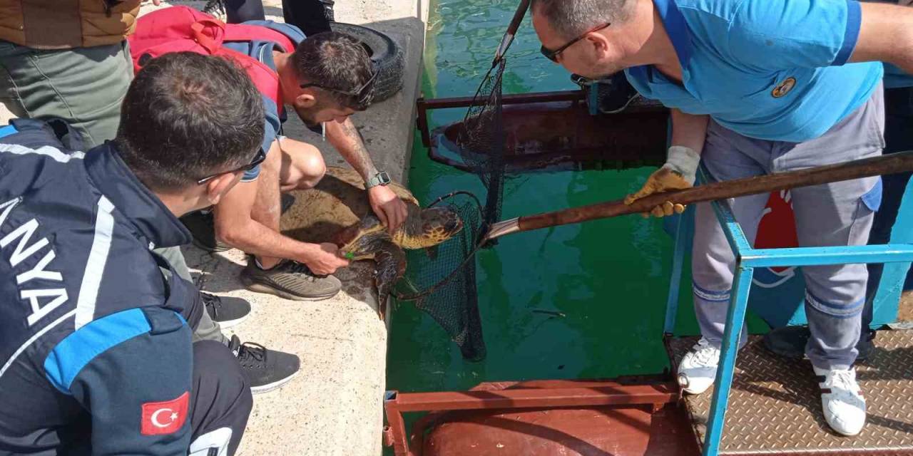 Misinaya Dolanan Caretta İçin Seferber Oldular