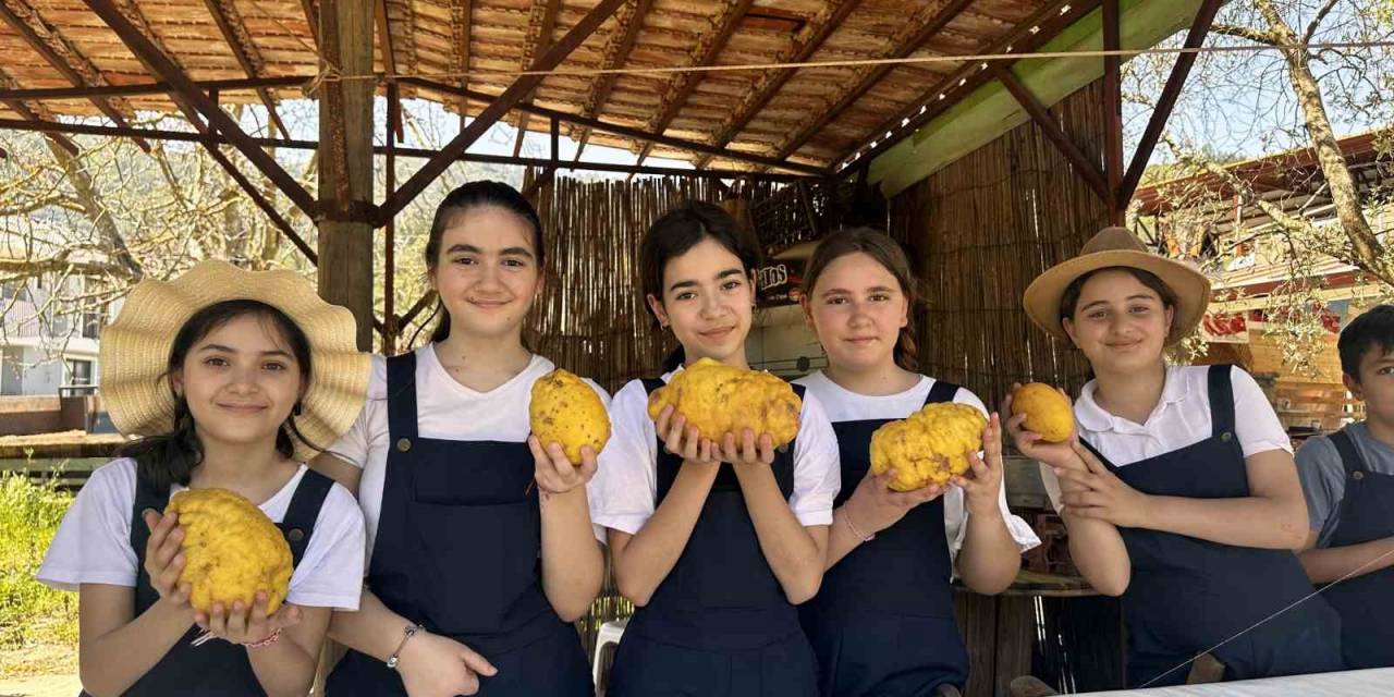 Marmarisli Öğrencilerden Hasat Zamanı