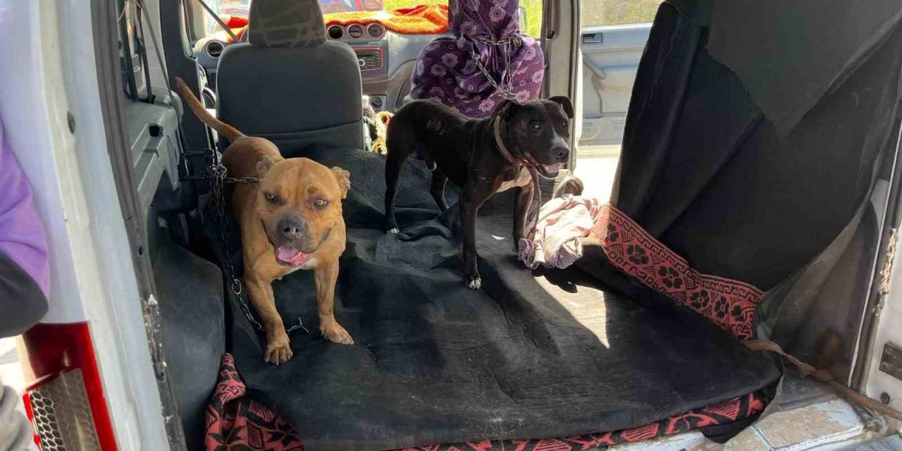Gaziantep’te Jandarma Ekipleri Yasak Irk 3 Köpeğe El Koydu