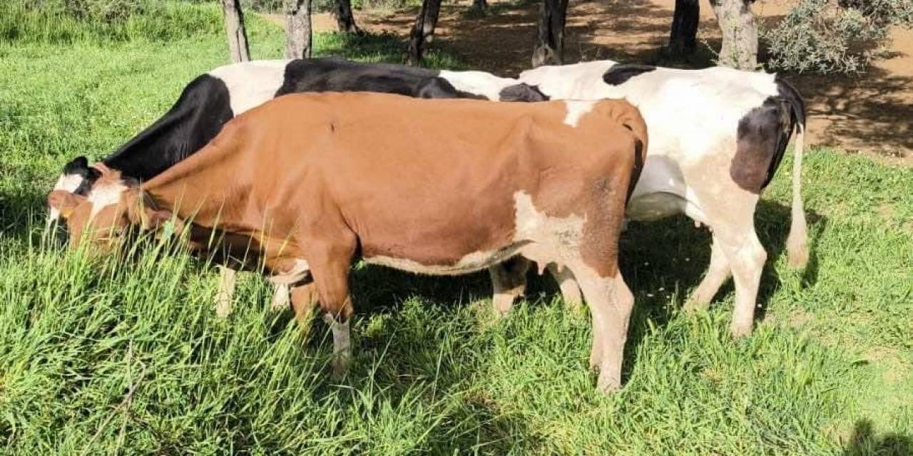 Aydın’da Kayıp Hayvanları Jandarma Ekipleri Buldu