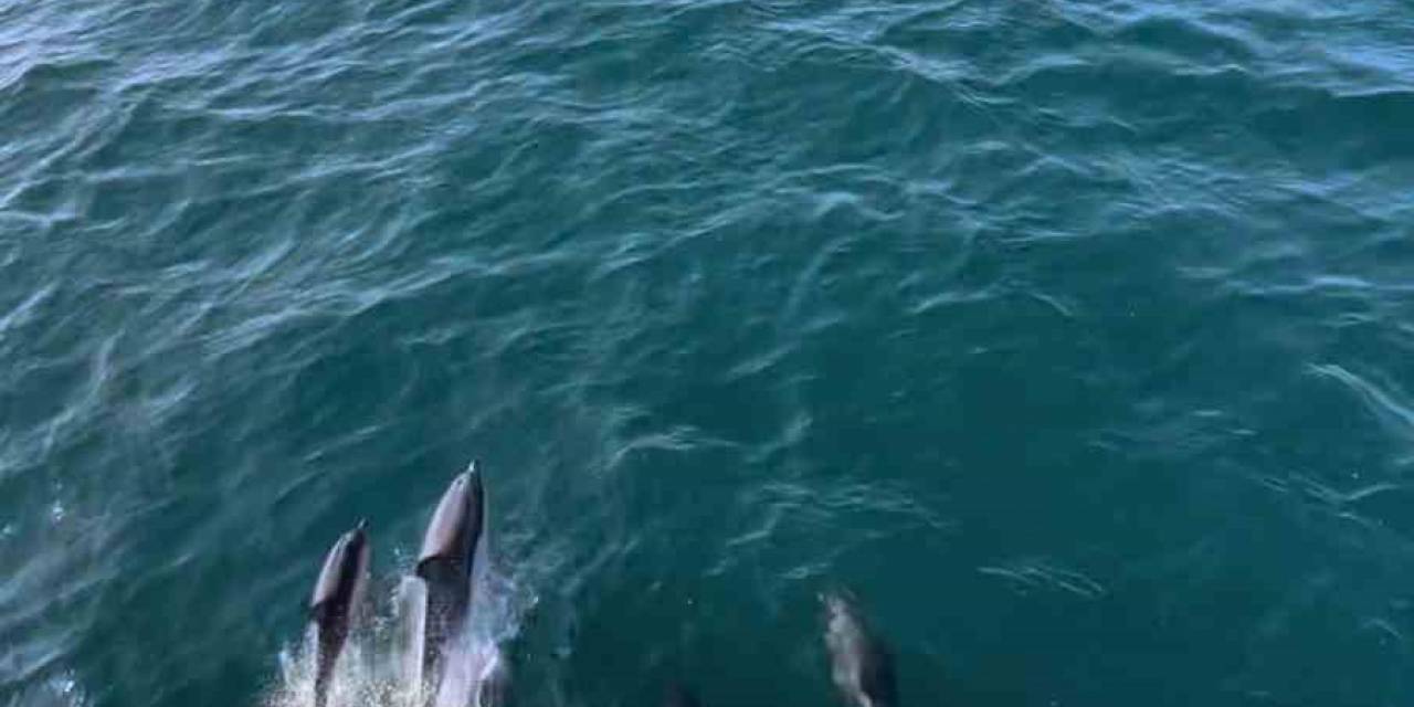 Yunuslar, Arabalı Vapurla Yarıştı