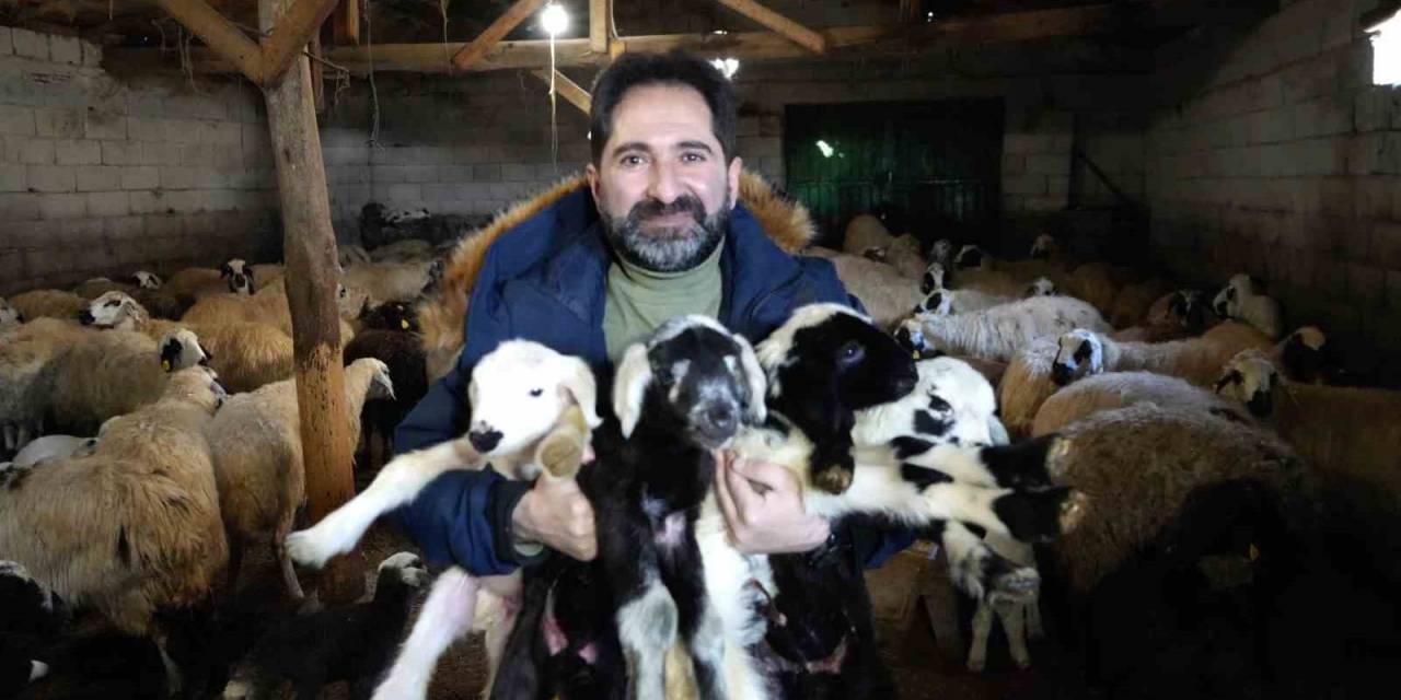 Mağduriyet Yaşamamak İçin Kuzu Ve Oğlakların Küpelerini Ve Aşılarını Mutlaka Yaptırın