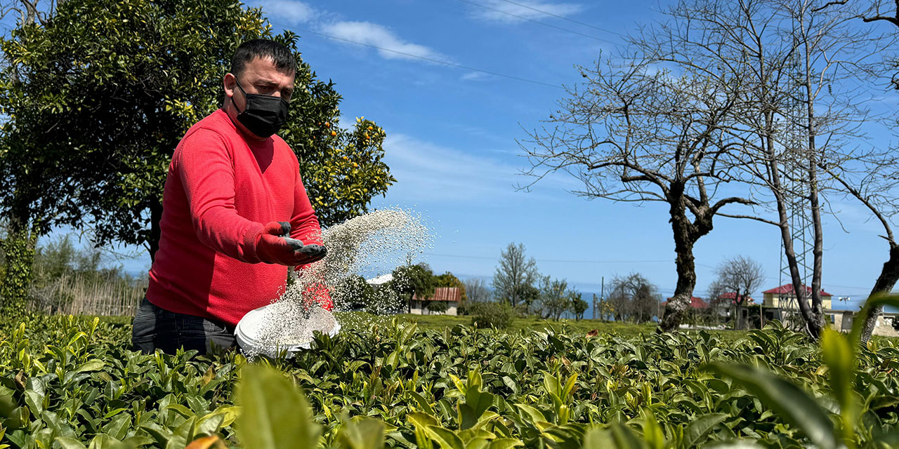 2024 yılı yaş çay sezonu için hazırlıklar sürüyor