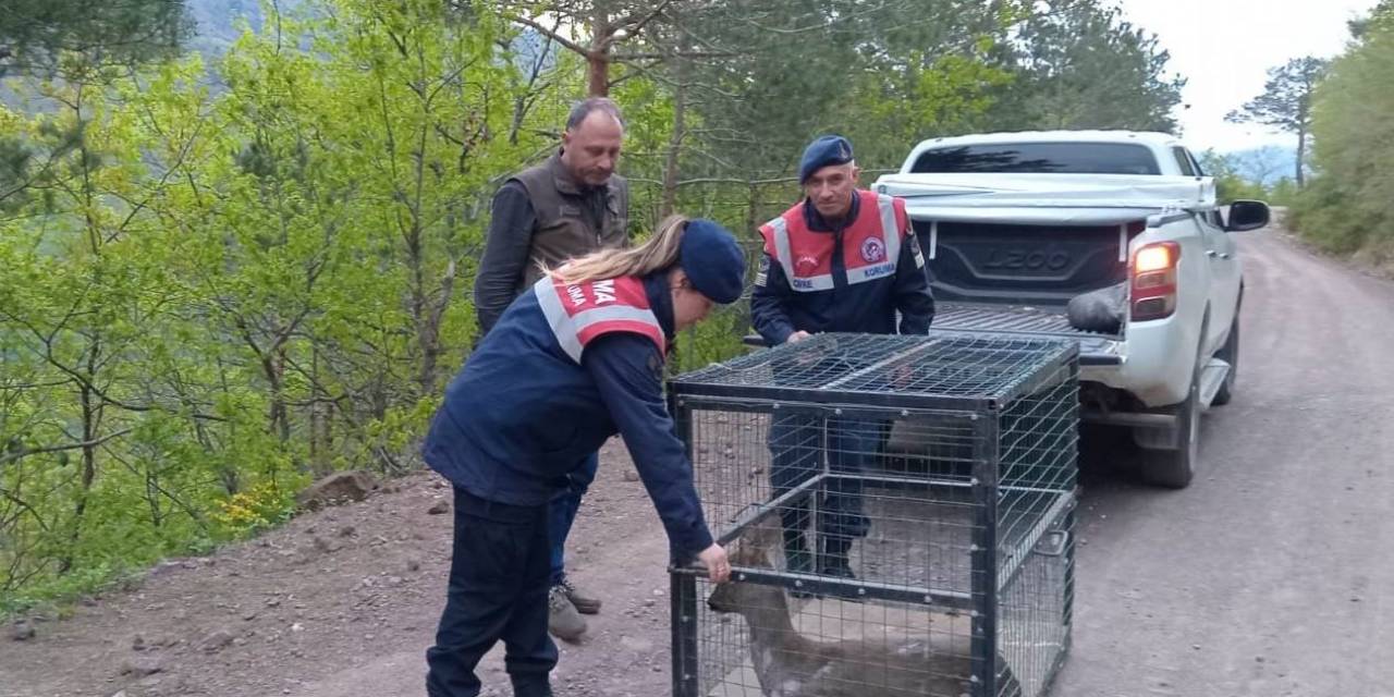 Artvin’de Yaralı Karaca Tedavisinin Ardından Doğaya Bırakıldı