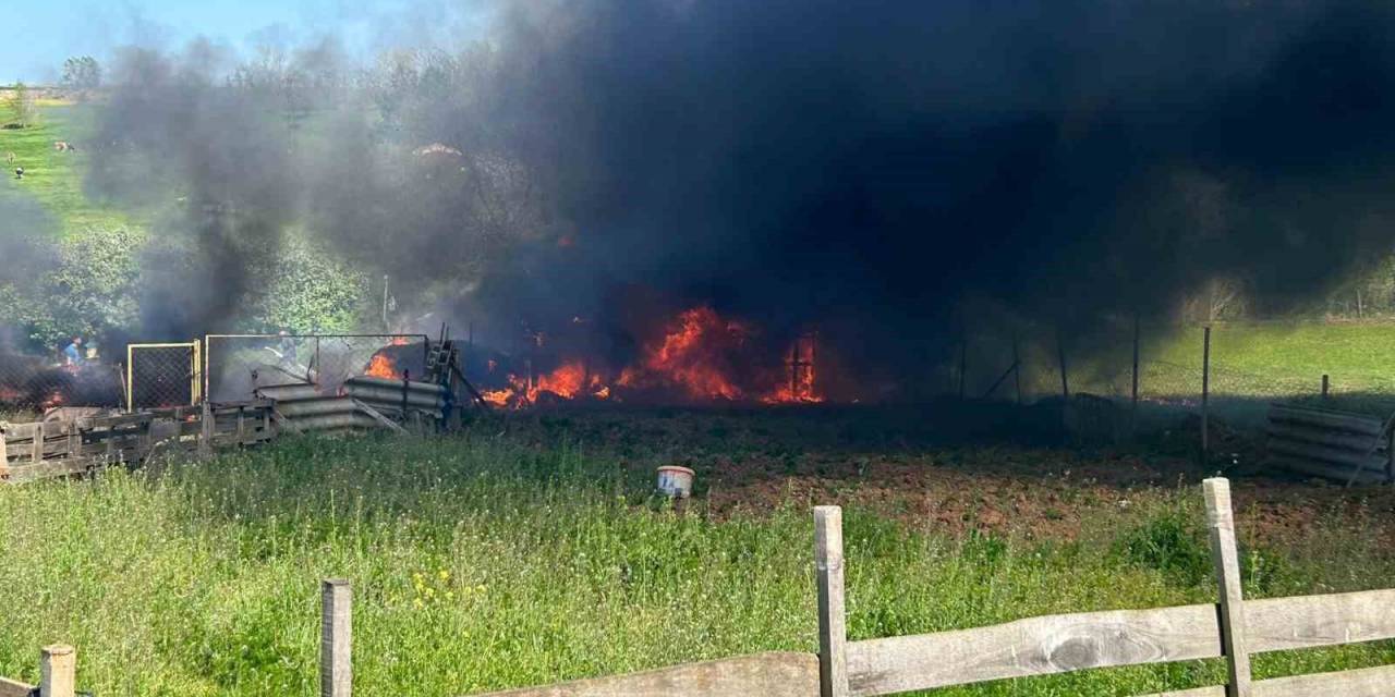 Ahır Yandı, Büyükbaş Hayvan Telef Oldu