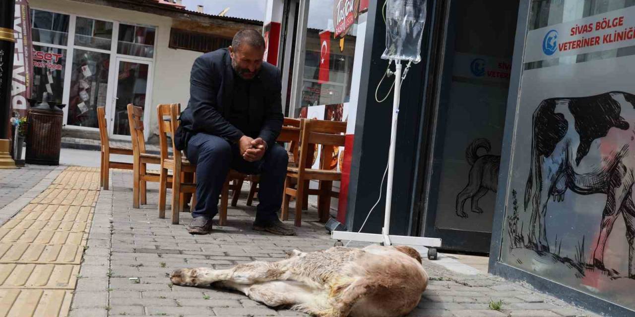 Dana Umut’un Sahibinin Merhameti Görenlerin İçini Isıttı