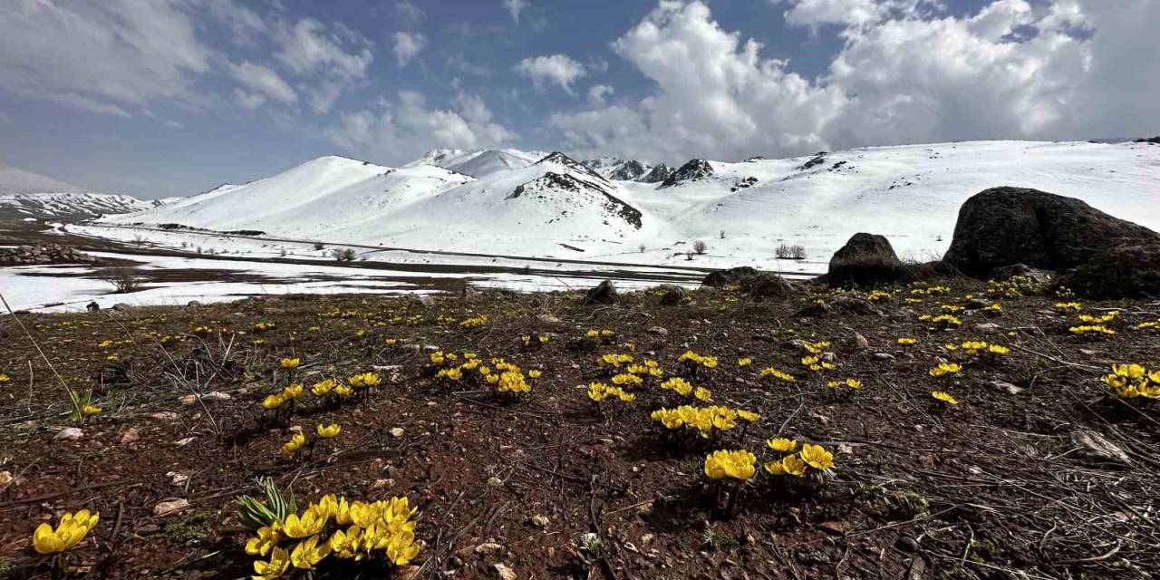 Yüksekova’da Baharın Müjdecisi Çiçekler Mest Etti