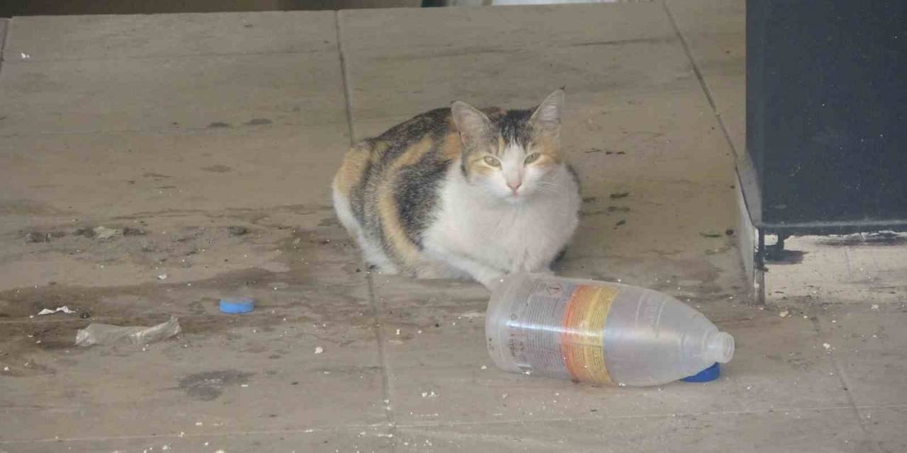 Mahsur Kalan İki Kediyi İtfaiye Ekipleri Kurtardı