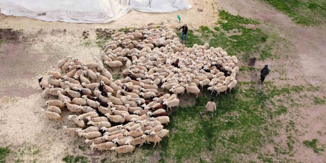 Öğretmenliği Bıraktı, Köyüne Dönüp Koyun Yetiştiriciliğine Başladı