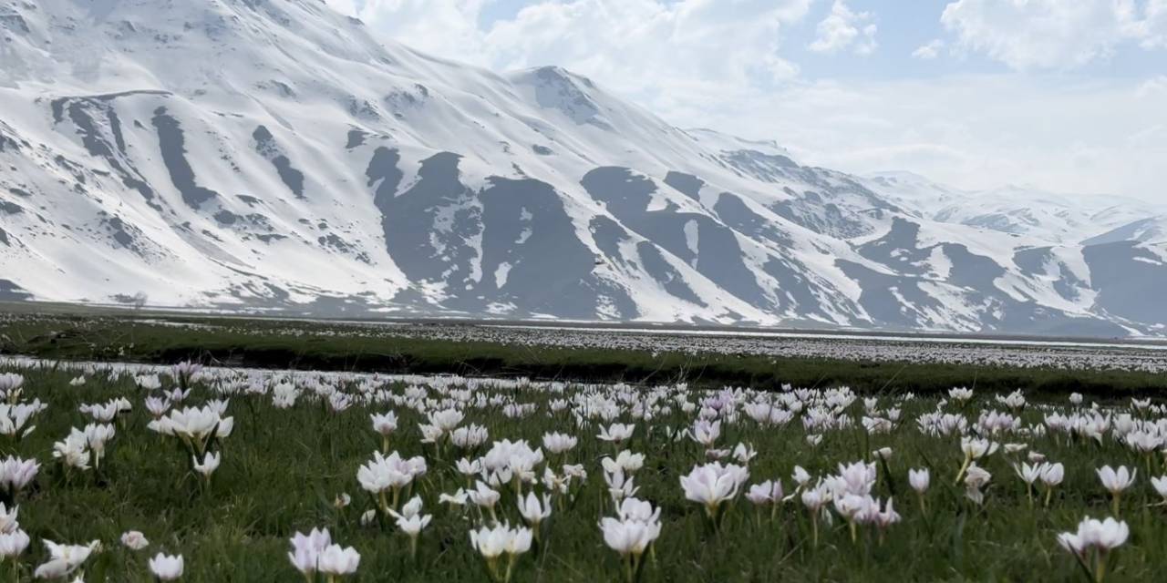 Yüksekova’da Kardelen Ve Çiğdemler Çiçek Açtı