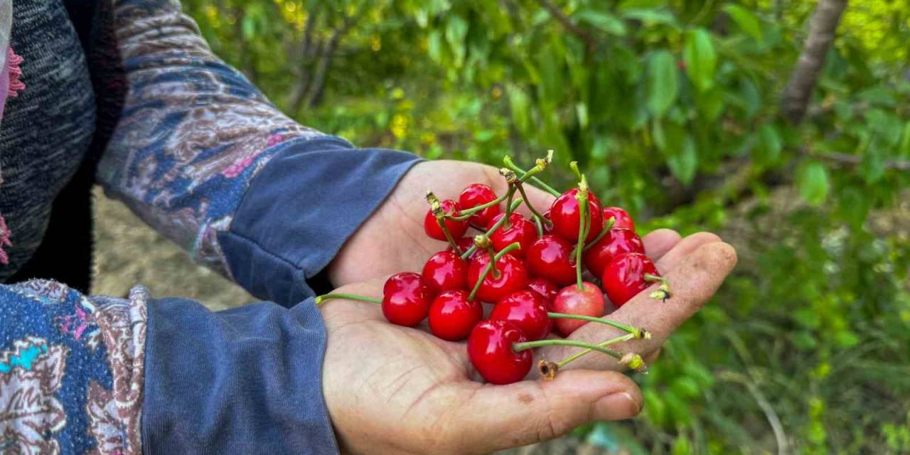 Kuzey Yarımkürenin İlk Kirazı Hasat Edildi