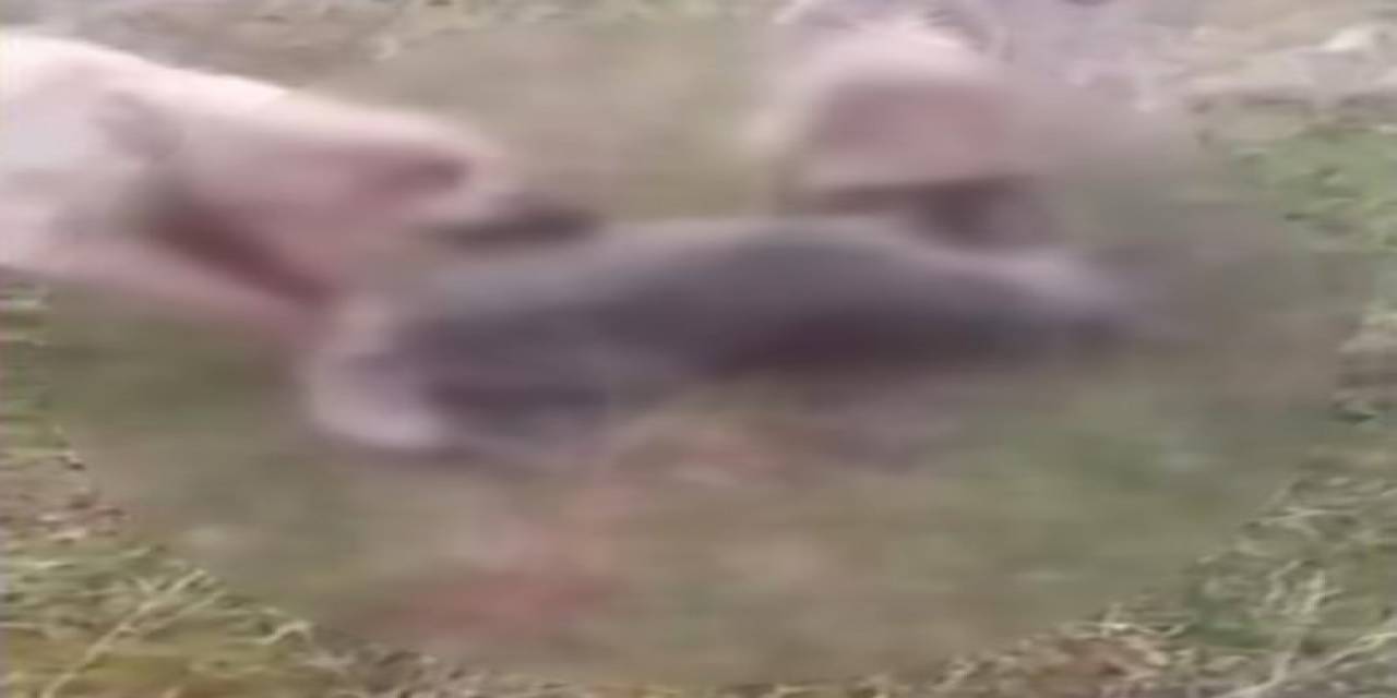 Kemah’ta Kurdu İki Köpeğe Boğdurup Leşini Yakan Kişi Gözaltına Alındı