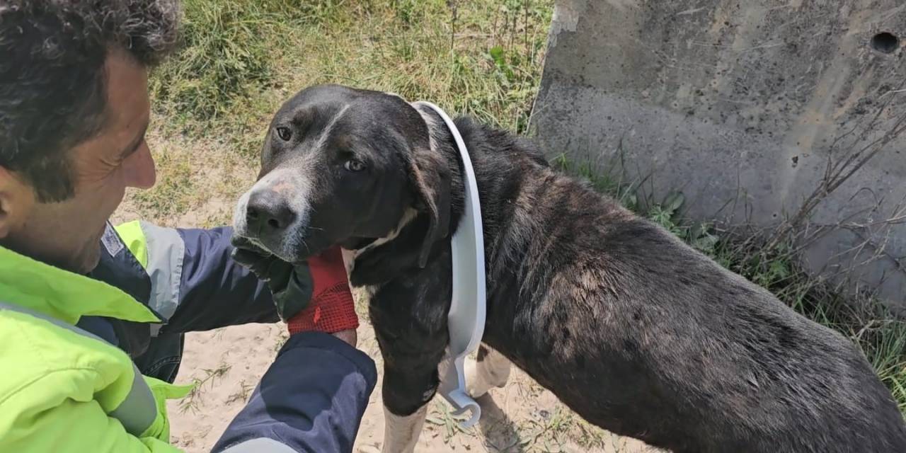 Başını Klozet Kapağına Sıkıştıran Yaramaz Köpeği Belediye Ekipleri Kurtardı