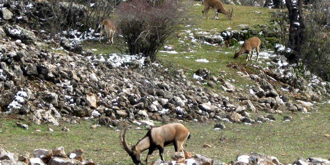 Avlanması, Evcilleştirilmesi Yasak Olan Yaban Keçileri İnsanlarla İç İçe Yaşıyor