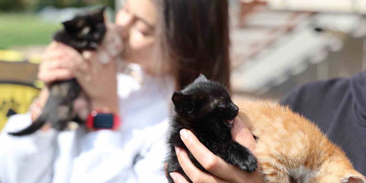 Bu Kadarına Pes Dedirtti, 4 Yavru Kediyi Çöpe Attı