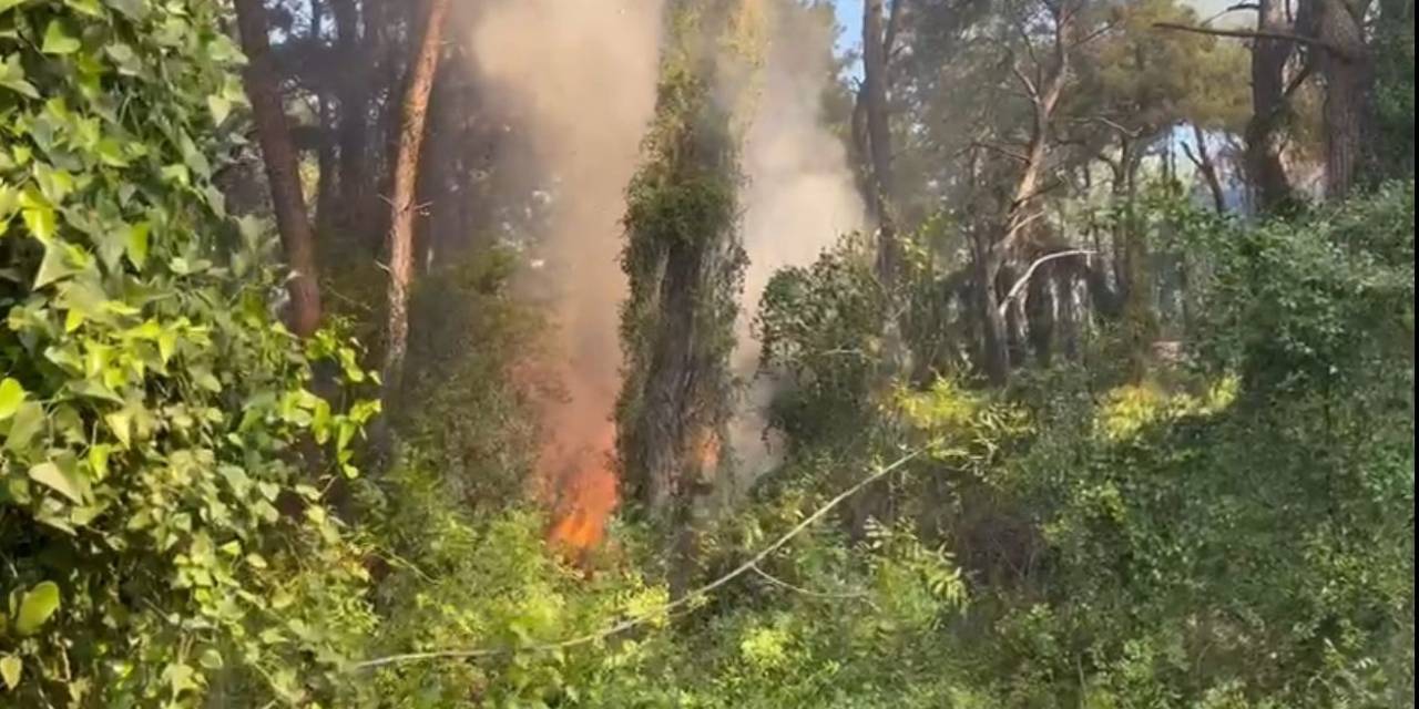 Manavgat’ta Çamlık Alanda Yangın