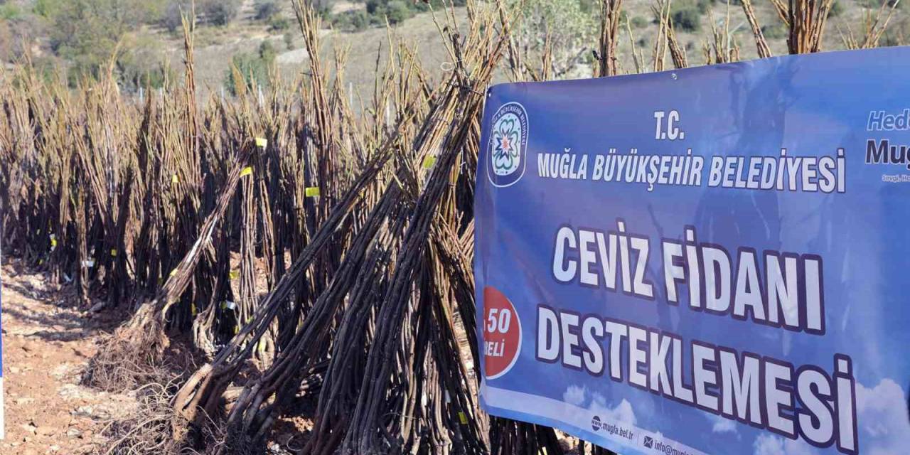 Meyve Fidanı Dağıtımı Devam Ediyor