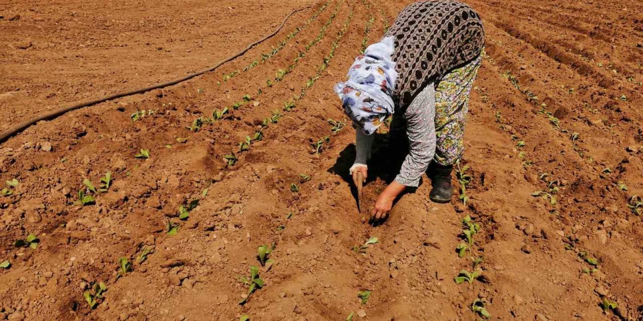 Salihli’de Tütün Dikimi Başladı