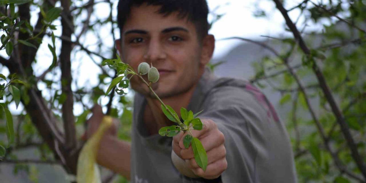 Şırnak’ta Bir Grup Genç 20 Kilometre Katederek Çağla Topladı