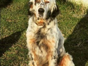 Köpeğini Çalanı Yakalatana 5 Bin Lira Ödül Verecek