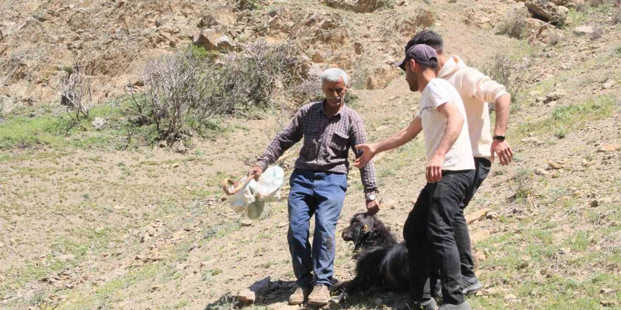 Ahır Olarak Kullanılan Mağaraya Kurtlar Dadandı: 30 Keçi Ve 30 Oğlak Telef Oldu
