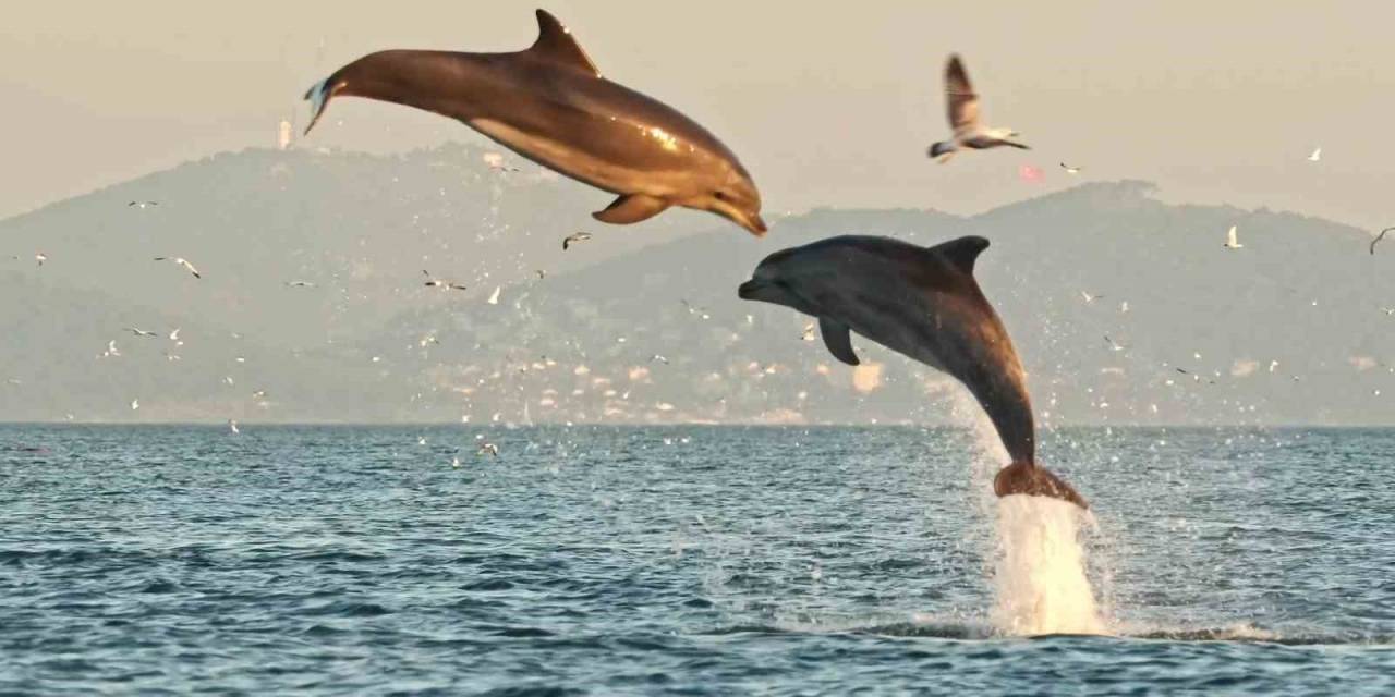 İstanbul’da Yunusların Coşkusu Kameraya Yansıdı