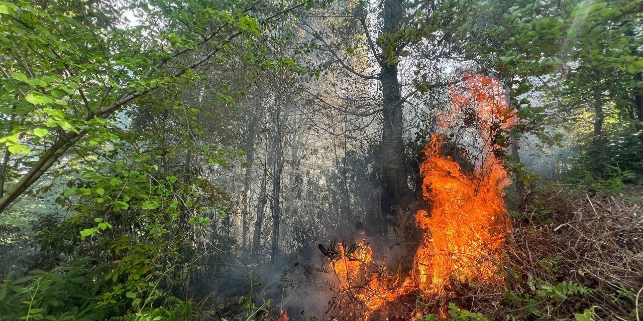 Bahçe Temizliği İçin Yakılan Ateş, Ormanın 5 Dönümlük Alanında Tahribata Yol Açtı