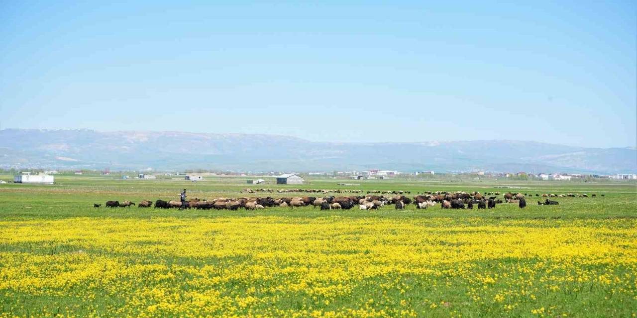 Muş’ta 40 Bin Tl’ye Çoban Bulunamıyor