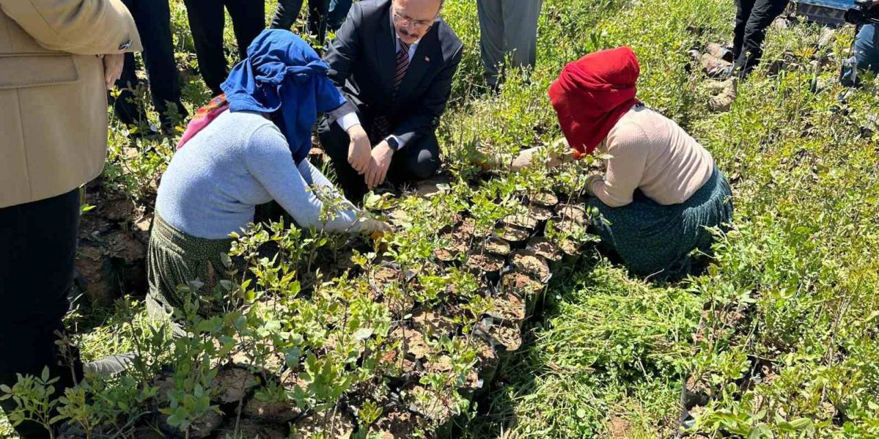 Siirt’te 125 Bin Adet Fıstık Fidanı Törenle Dağıtıldı