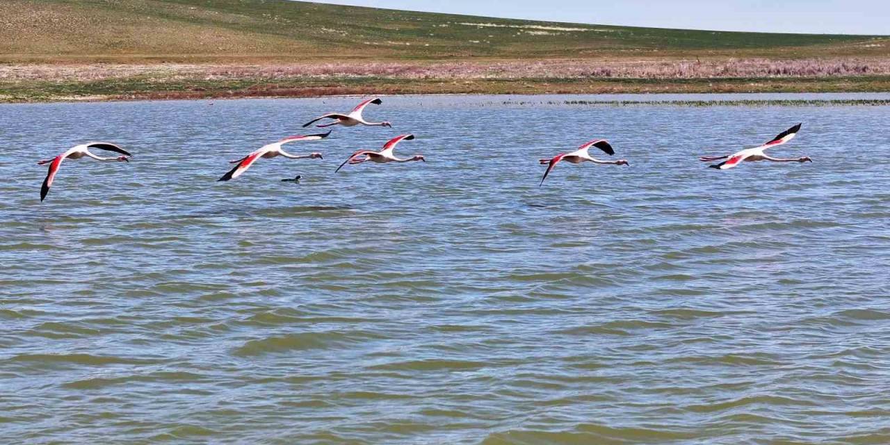 Flamingolar Gölbaşı’na Misafir Oldu