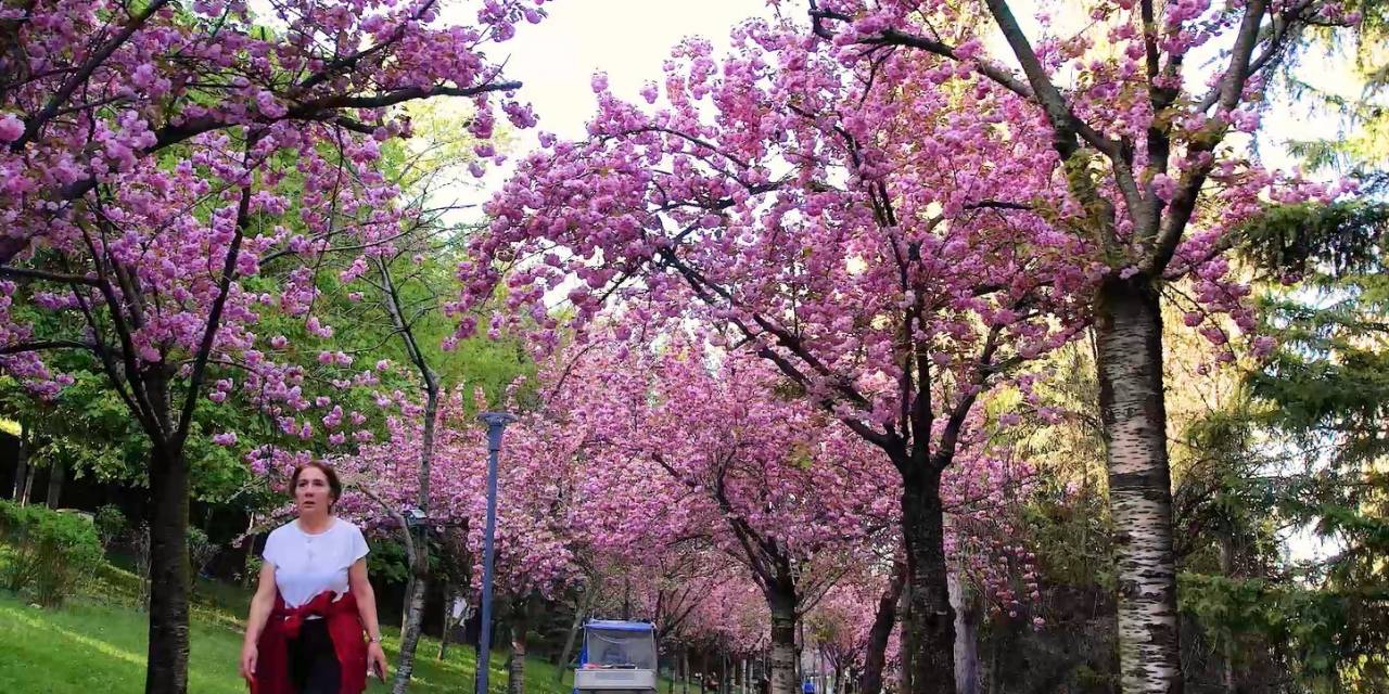 Baharın Müjdeleyicisi Sakura Ağaçlarının Renkli Çiçekleri Görsel Şölen Sunuyor