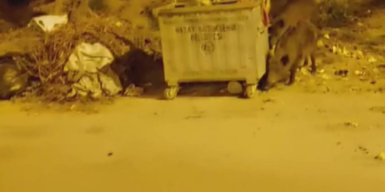 Köpek Gibi Çöp Karıştıran Yaban Domuzlarından Şehir Turu