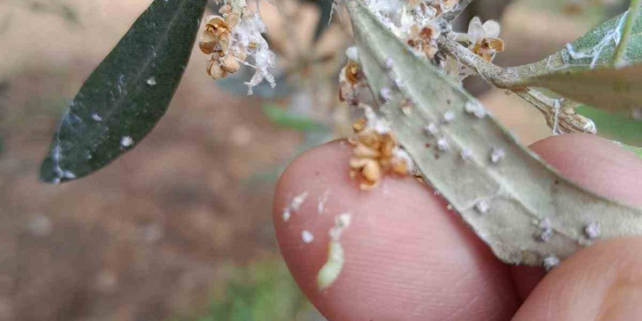Zeytin Üreticilerine Önemli Uyarı: "Zeytin Güvesi Zararlısına Karşı İlaçlama Zamanı Geldi"