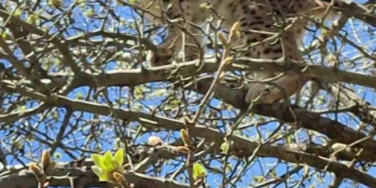 Ormanın Hayaletiydi, İtibarı Beş Paralık Oldu