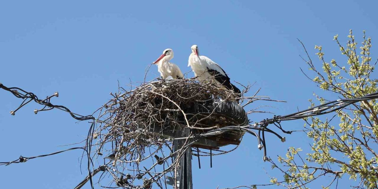 Büyükçekmece’de 20 Yıldır Aynı Yere Yuva Yapan Leylekler Bu Yıl Da Gelerek Yuva Yaptı