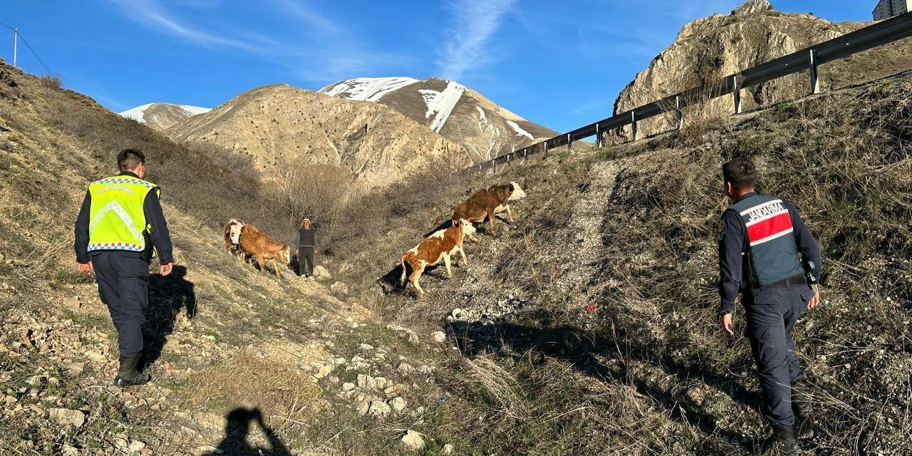 Kayıp 4 Büyükbaş Hayvanı Jandarma Drone İle Buldu