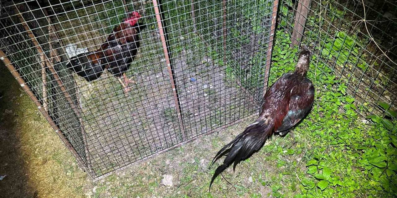 Horoz Dövüşüne Jandarma Baskını