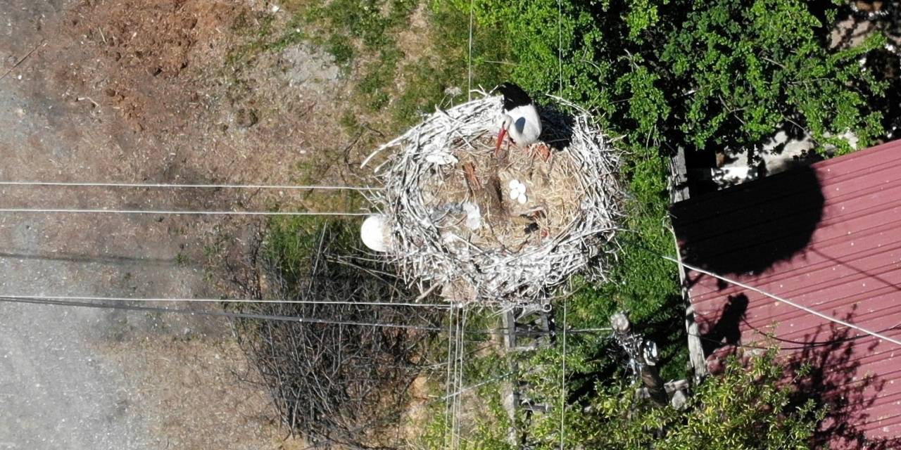 Elektrik Direğinin Tepesindeki Yuva, Leylek Ailesine 21 Yıldır Ev Sahipliği Yapıyor