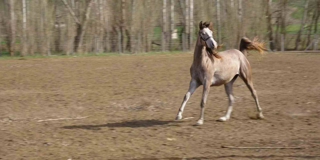 Geleceğin Şampiyon Adayı Safkan Arap Atları Yozgat’ta Yetiştiriliyor