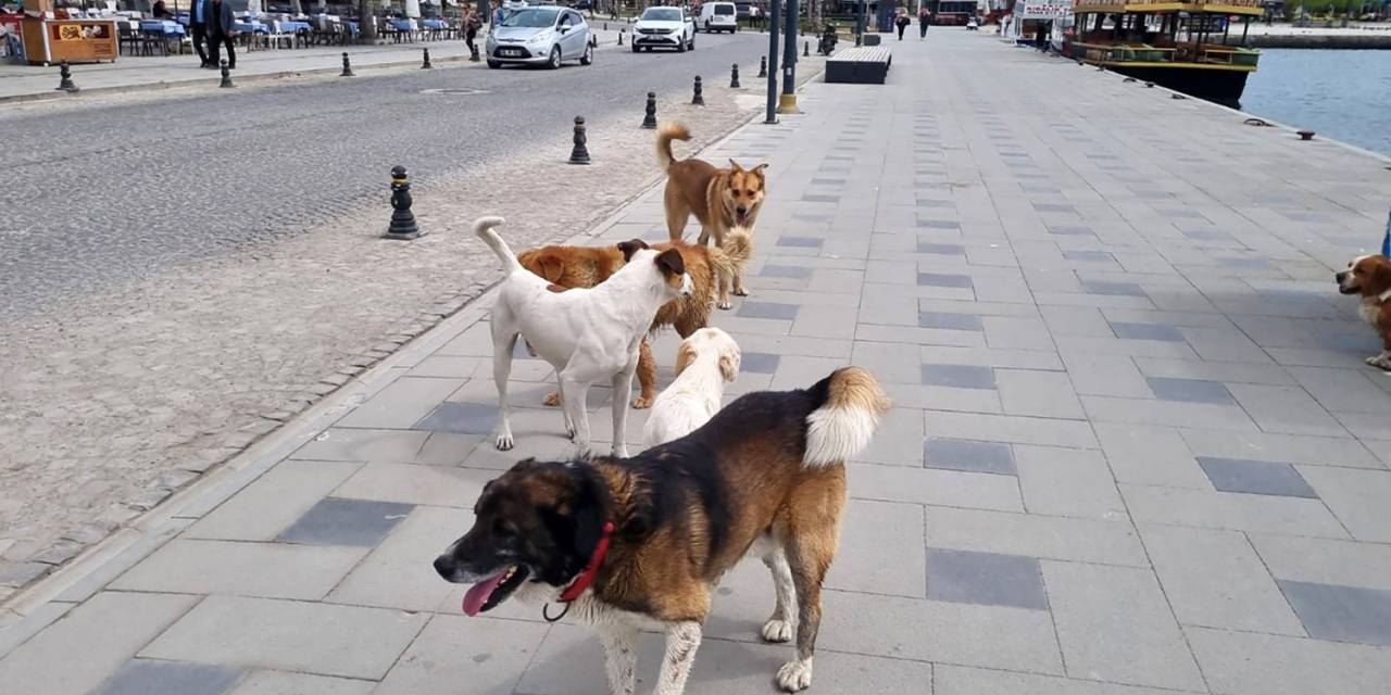 Sinop’ta Başıboş Köpekler Vatandaşları Tedirgin Ediyor