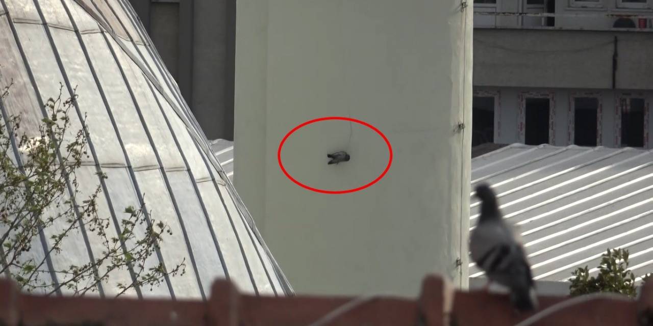 Minarede Asılı Kalan Güvercini İtfaiye Kurtardı