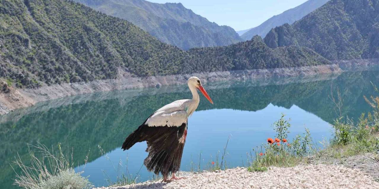 Artvin’de Tedavisi Tamamlanan Leylek Doğaya Bırakıldı