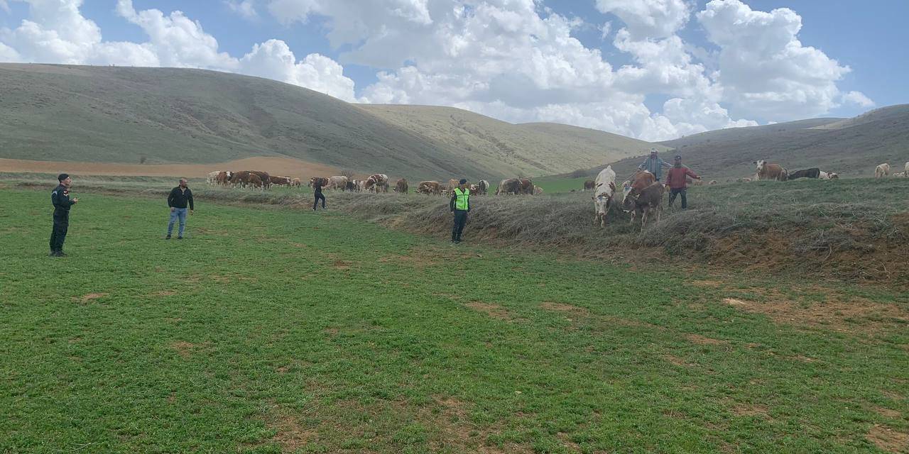 Kayıp Büyükbaş Hayvanlar Drone İle Bulundu