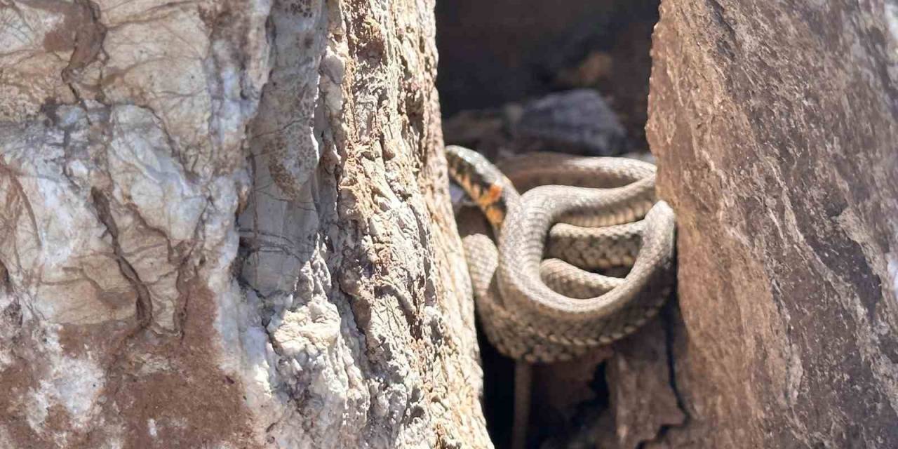 Yüksekova’da Sürü Halindeki Yılanlar, Brezilya’nın ’yılan Adası’nı Andırıyor