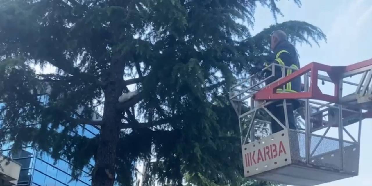 Ağaçta Mahsur Kalan Yavru Kediyi İtfaiye Ekipleri Kurtardı