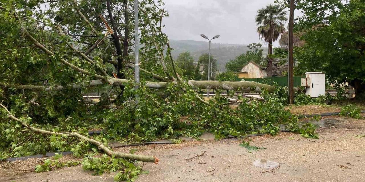 Aşırı Yağışa Dayanamayan Ağaç Yola Devrildi